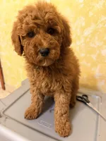 Rojo 3 , a male Miniature Goldendoodle for sale in Queens, NY – Photo 1 of 3