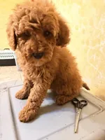 Rojo 3 , a male Miniature Goldendoodle for sale in Queens, NY – Photo 2 of 3