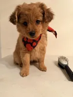 Cukas, a female Cavapoo for sale in Queens, NY – Photo 3 of 3