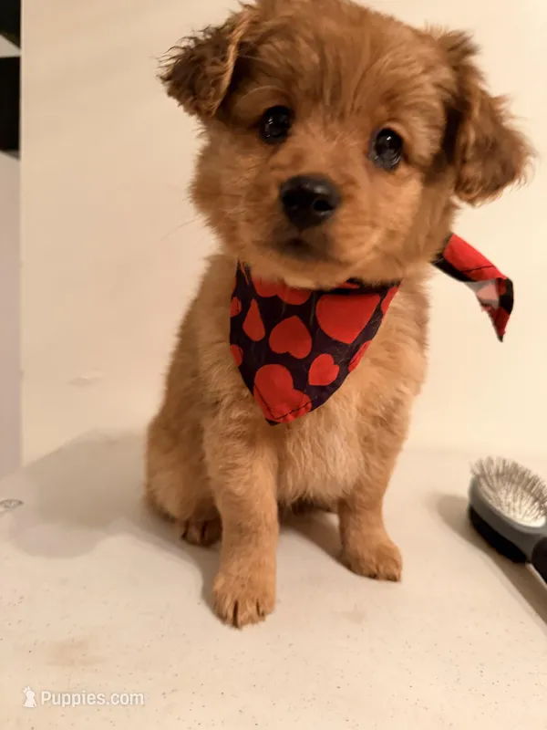 Cukas, a female Cavapoo for sale in Queens, NY – Photo 1 of 3