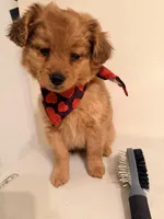 Cukas, a female Cavapoo for sale in Queens, NY – Photo 2 of 3