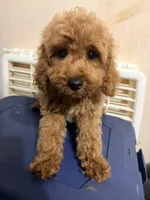 Coca , a female Cockapoo for sale in Queens, NY – 2 of 3