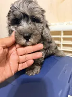 Pepe, a male Cavapoo for sale in Queens, NY – 2 of 3