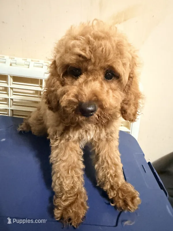 Coca  – Cockapoo puppy for sale in Queens, NY