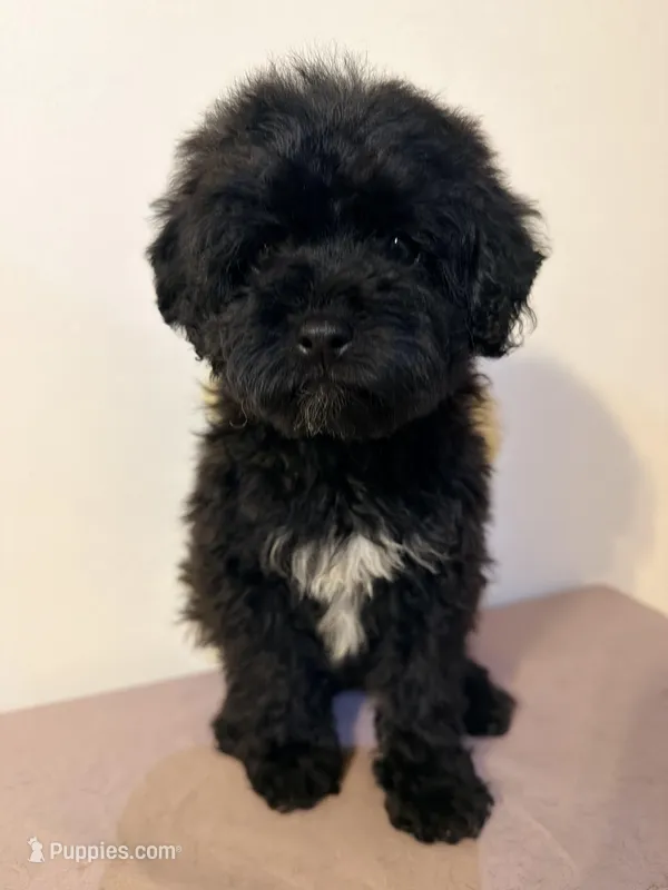 Cabezon  – Miniature Goldendoodle puppy for sale in Queens, NY