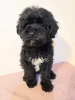 Cabezon , a male Miniature Goldendoodle for sale in Queens, NY – Photo 2 of 2