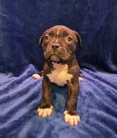 Bagheera, a female American Bully for sale in South Bend, IN – Photo 1 of 3
