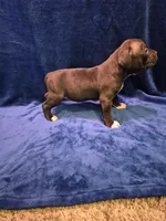 Bagheera, a female American Bully for sale in South Bend, IN – Photo 2 of 3