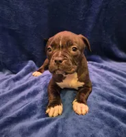 Bagheera, a female American Bully for sale in South Bend, IN – Photo 3 of 3