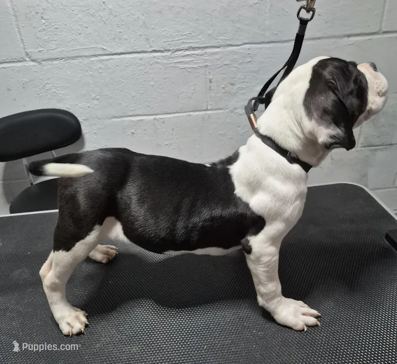 Boss hog – American Bully puppy for sale in South Bend, IN