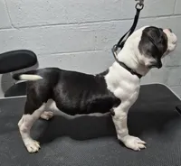 Boss hog, a male American Bully for sale in South Bend, IN – Photo 2 of 5