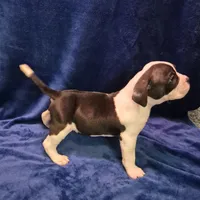Boss hog, a male American Bully for sale in South Bend, IN – Photo 5 of 5