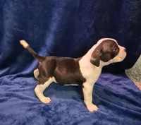 Boss hog, a male American Bully for sale in South Bend, IN – Photo 3 of 3