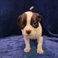 Boss hog, a male American Bully for sale in South Bend, IN – Photo 4 of 5