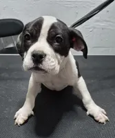 Boss hog, a male American Bully for sale in South Bend, IN – Photo 1 of 5
