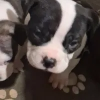 Boss hog, a male American Bully for sale in South Bend, IN – Photo 3 of 5