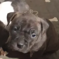 Pumba, a male American Bully for sale in South Bend, IN – Photo 3 of 5