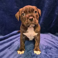 Pumba, a male American Bully for sale in South Bend, IN – Photo 4 of 5