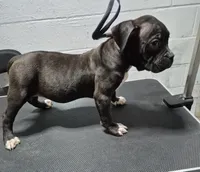 Pumba, a male American Bully for sale in South Bend, IN – Photo 2 of 5