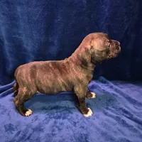 Pumba, a male American Bully for sale in South Bend, IN – Photo 5 of 5