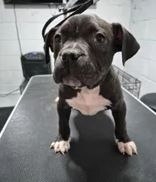 Pumba, a male American Bully for sale in South Bend, IN – Photo 1 of 5