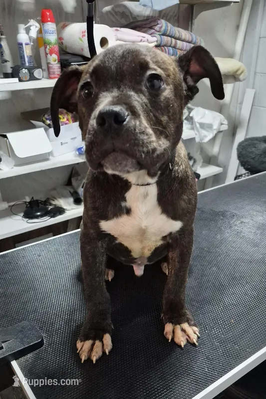 Pumba – American Bully puppy for sale in South Bend, IN