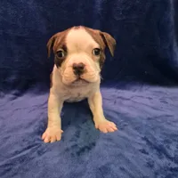 Little Daddy, a male American Bully for sale in South Bend, IN – Photo 4 of 5