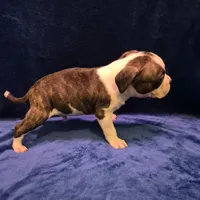 Little Daddy, a male American Bully for sale in South Bend, IN – Photo 5 of 5