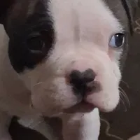 Little Daddy, a male American Bully for sale in South Bend, IN – Photo 3 of 5