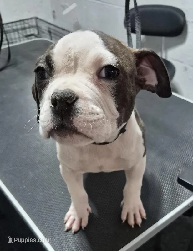 Little Daddy – American Bully puppy for sale in South Bend, IN