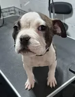 Little Daddy, a male American Bully for sale in South Bend, IN – Photo 1 of 5