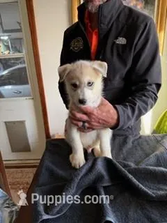 Blue, a male Siberian Husky for sale in Newcastle, OK – Photo 1 of 1