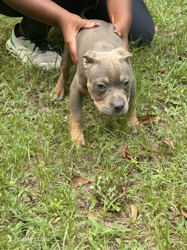 Juiced-Up Bullies – American Bully puppy for sale in Ellaville, GA