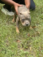 Juiced-Up Bullies, a female American Bully for sale in Ellaville, GA – 1 of 1