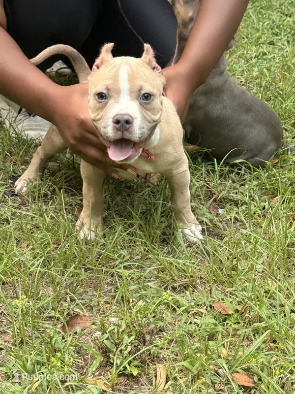 Juiced-Up. Bullies – American Bully puppy for sale in Ellaville, GA