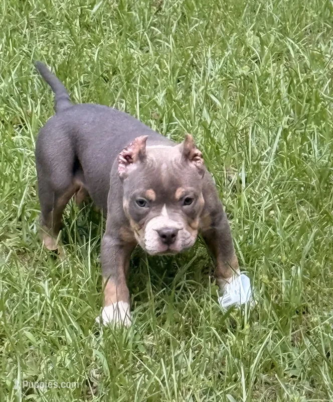 Juiced-Up Bullies – American Bully puppy for sale in Ellaville, GA