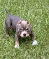 Juiced-Up Bullies, a female American Bully for sale in Ellaville, GA – 1 of 1