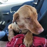 Bingo, a female Golden Retriever and Labrador Retriever for sale in Middle Point, OH – Photo 2 of 2