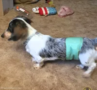 Logar Long-haired , a male Miniature Dachshund for sale in Clinton, MO – 8 of 9