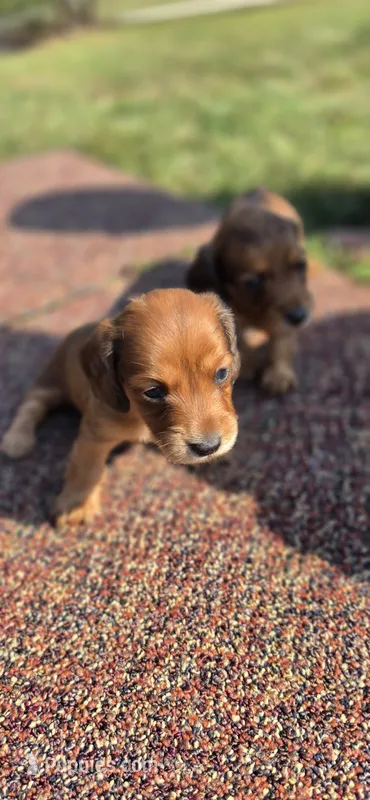 Rosa Long-haired  – Miniature Dachshund puppy for sale in Clinton, MO
