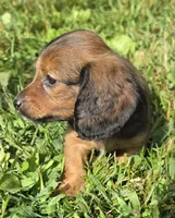 Sally Long-haired , a female Miniature Dachshund for sale in Clinton, MO – 4 of 9
