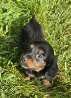 Sprinkles Long-haired , a female Miniature Dachshund for sale in Clinton, MO – 2 of 10