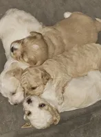 "Big Sis", a female Cavachon for sale in Clinton, MO – Photo 10 of 10