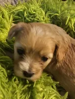 "Big Sis", a female Cavachon for sale in Clinton, MO – Photo 3 of 10