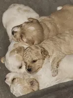 "Big Sis", a female Cavachon for sale in Clinton, MO – Photo 9 of 10