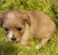 "Big Sis", a female Cavachon for sale in Clinton, MO – Photo 2 of 10
