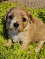 "Big Sis", a female Cavachon for sale in Clinton, MO – Photo 5 of 10