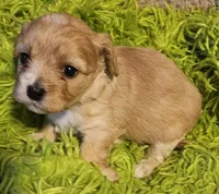 "Big Sis", a female Cavachon for sale in Clinton, MO – Photo 4 of 10