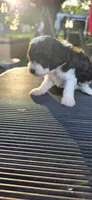 Betty, a female Cavapoo for sale in Clinton, MO – 3 of 6