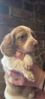Logar Long-haired, a male Miniature Dachshund for sale in Clinton, MO – 10 of 10